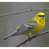 Male. Note: thin dark eye line, yellow crown, and blue-gray wings.