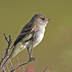 Note: little/no eye ring, contrasting white throat, and all pale lower mandible.